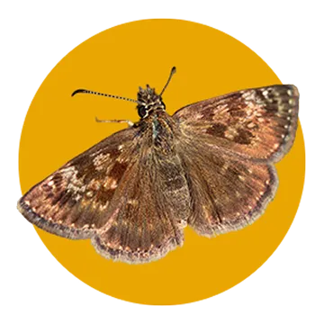 A brown butterfly with mottled white and tan markings on its wings, displayed against a solid yellow circular background.