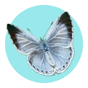 A light blue butterfly with dark edges on its wings, shown from above on a solid turquoise background.