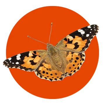 A painted lady butterfly with orange, black, and white patterned wings is shown against a solid red circular background.