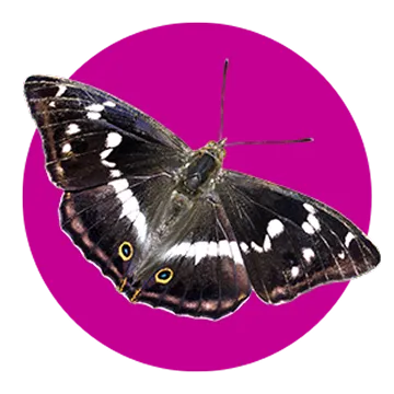 A black butterfly with white spots and two yellow-ringed blue markings on its wings, displayed against a bright magenta circular background.