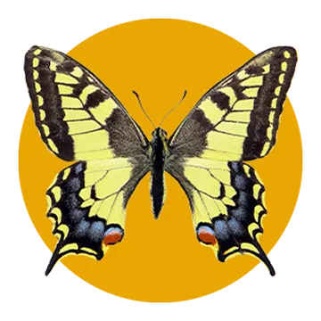 A yellow butterfly with black, blue, and red markings displayed with wings open against a solid orange circle background.